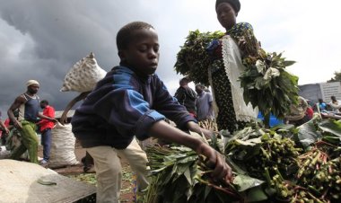 Fransa gıda krizini aşmak için Afrika'daki arazilere göz dikti