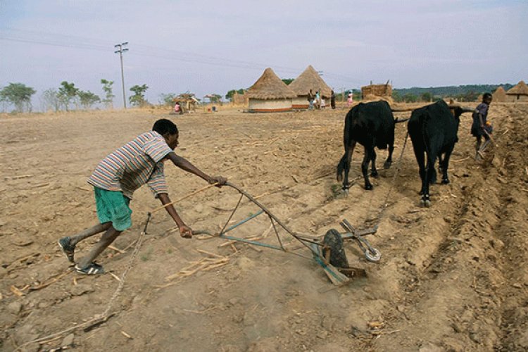 Afrika'nın 'tahıl ambarında' üretim yüzde 40'tan fazla düştü