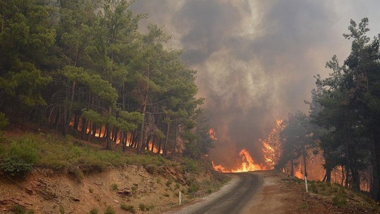 Honduras'ta bu yıl orman yangınlarında on binlerce hektar alan kül oldu