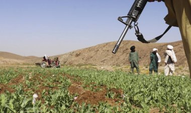 Taliban yönetimi haşhaş tarlalarını yok etmeye başladı