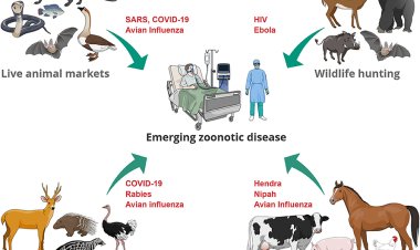 Hayvanlardan hastalık bulaşma tehlikesi artıyor