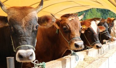 "Müslümanlar “kurban” kesmeye gayret etmelidir"