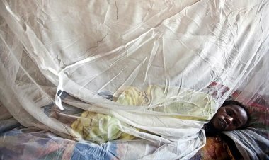 Nijerya'da Lassa ateşi nedeniyle hayatını kaybedenlerin sayısı 127'ye çıktı