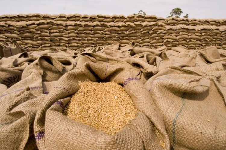 Bangladeş, Rusya'dan 500 bin ton buğday satın alacak