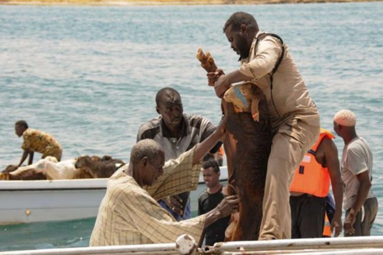 Sudan'da gemi battı: 15 binden fazla küçükbaş hayvan telef oldu