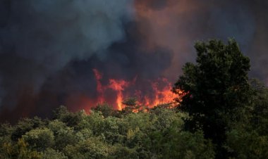 Portekiz'de 10 gündür süren orman yangınlarında 17 bin hektarlık alan yandı