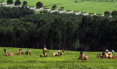 Kenyalılar İngiltere'ye sömürge dönemi suistimalleri nedeniyle dava açtı