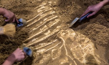 Zimbabve'de 252 milyon yıl öncesine ait dinozor fosili bulundu