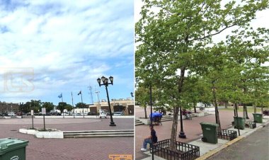 ABD'de evsizler toplanmasın diye gölge yapan ağaçlar kesildi