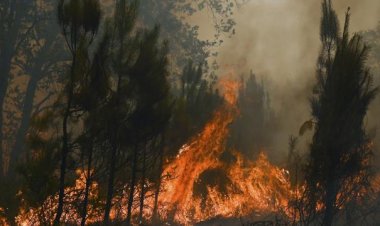Almanya’da orman yangını: Acil durum ilan edildi