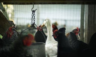 Fransa'da kuş gribi nedeniyle 5 binden fazla beldede kümes hayvanları karantinaya alındı