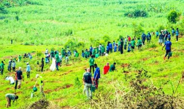 Ruanda, iklim değişikliğiyle mücadele için 36 milyon fidan dikiyor