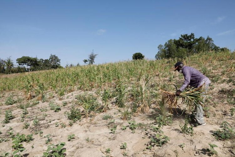 Kenya, kuraklık gerekçesiyle GDO'lu gıdaya izin verdi