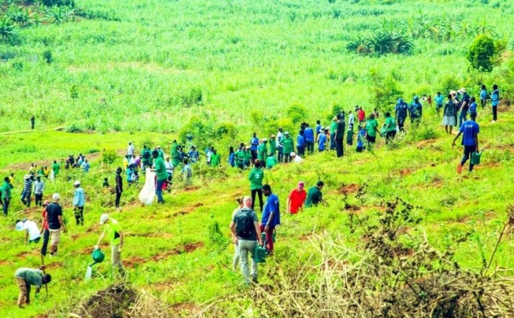 Ruanda, iklim değişikliğiyle mücadele için 36 milyon fidan dikiyor