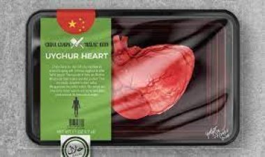 Zalim Çin rejimi Müslüman Uygur'ların organlarını 'Helal' sloganıyla satıyor