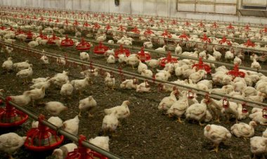 Slovakya ve Nepal’de kuş gribi alarmı