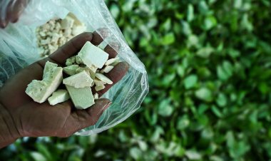 BM: Küresel kokain üretimi rekor seviyeye ulaştı