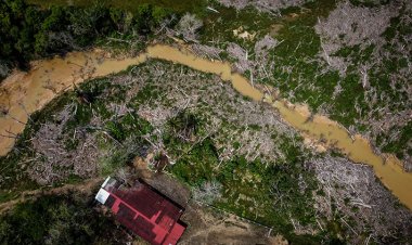 Kolombiya'da son 5 yılda 210 bin 880 hektar ormanlık alan yok oldu