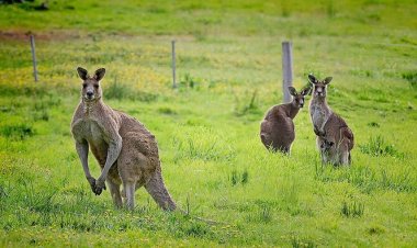 Avustralya'da 5 milyon kanguru "itlaf" edilecek