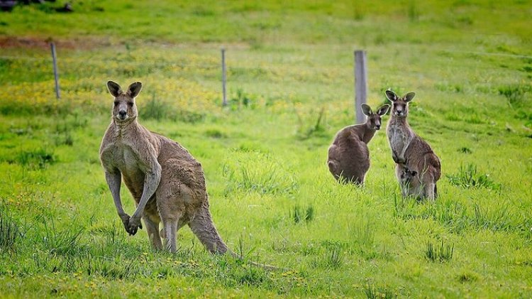 Avustralya'da 5 milyon kanguru "itlaf" edilecek