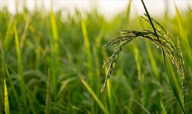 Bilim insanlarından, mantar hastalıklarının küresel gıda stoklarını tehdit ettiği uyarısı