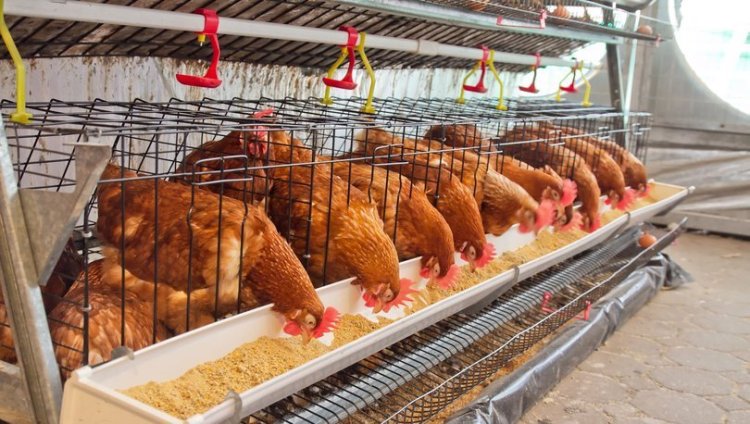 Brezilya’da kuş gribi alarmı: Acil durum ilan edildi