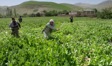 Afganistan'da uyuşturucunun ekimi ve satışı yüzde 98 azaldı