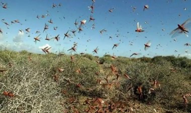 Tarım alanları tehdit altında: Afganistan’da çekirge istilası