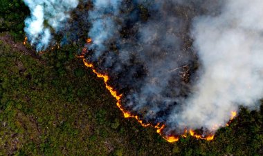 Geçen yıl her 1 dakikada 11 futbol sahası büyüklüğünde orman yok oldu