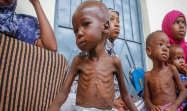 Dünya Gıda Programı: Batı ve Orta Afrika'da 55 milyon insan açlık riski altında