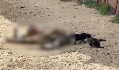 Filistinlilerin cansız bedenlerini sokak hayvanlarının yediği anlar sosyal medyada infial uyandırdı