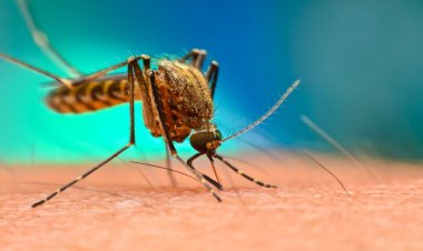 İşgalci İsrail'de Batı Nil virüsünden 31 yahudi öldü