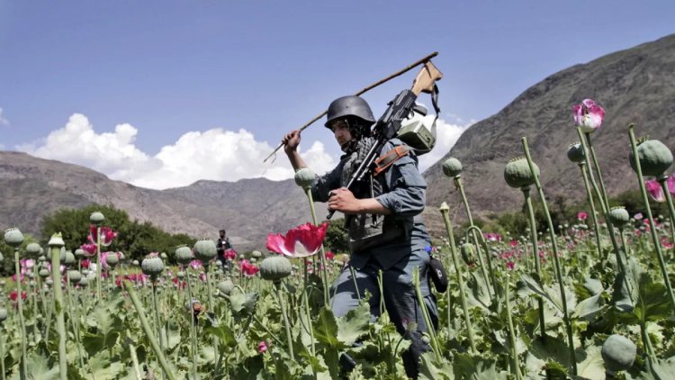 Afganistan İslam Emirliği, uyuşturucuyla mücadelesini sürdürüyor