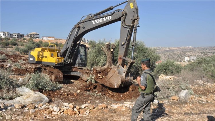 İsrail 2024'te Batı Şeria’da 59 bin zeytin ağacını söktü