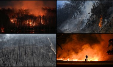 İklim değişikliğinin körüklediği yangınlar, 2024'te rekor düzeyde ormanlık alanın yanmasına yol açtı