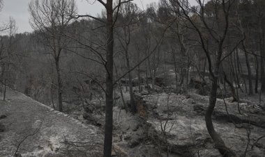 Portekiz ve İspanya orman yangınlarıyla mücadele ediyor