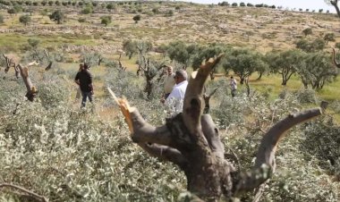 Yahudi çeteler Batı Şeria’da Filistinlilere ait zeytin, üzüm ve badem ağaçlarını kesti