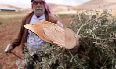Gaspçı İsrailliler, Batı Şeria'da Filistinlilere ait 150 zeytin ağacını kesti