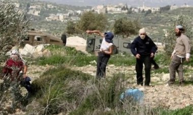 BM: Batı Şeria'da zeytin hasadı sezonu, son 5 yılın en yüksek saldırılarını görüyor