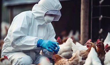 İspanya'da kuş gribi alarmı: 2 milyondan fazla kümes hayvanı itlaf edildi