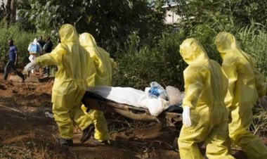 Nijerya'da Lassa ateşi nedeniyle ölenlerin sayısı artıyor