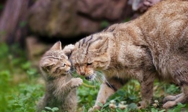 Yeni Zelanda 2050’ye kadar 2.5 milyon kediyi öldürecek