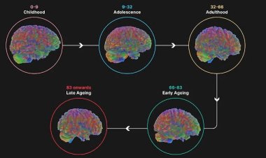 İnsan beyni 5 evreden geçiyor, 32 yaşına kadar ergenlik dönemini yaşıyor
