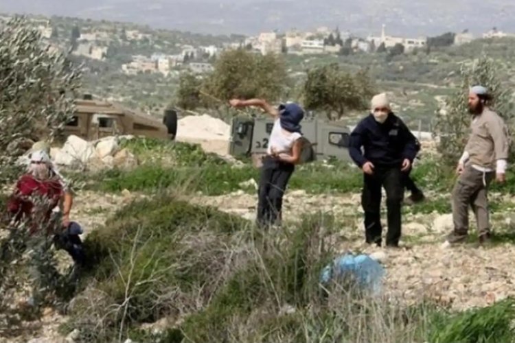 BM: Batı Şeria'da zeytin hasadı sezonu, son 5 yılın en yüksek saldırılarını görüyor