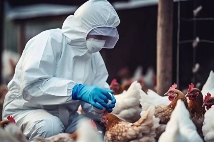 İspanya'da kuş gribi alarmı: 2 milyondan fazla kümes hayvanı itlaf edildi