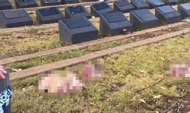 Avustralya'nın Sydney kentinde Müslüman mezarlığına domuz kafaları bırakıldı