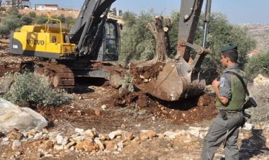 İşgalci İsrail Batı Şeria’da bir haftada 8 binden fazla ağacı söktü