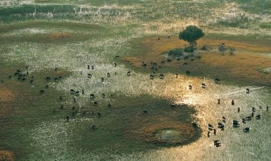 '1 milyon hayvan ve bitki türü yok olma tehdidi altında'