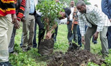 Etiyopya'da 12 saatte yaklaşık 350 milyon fidan dikildi