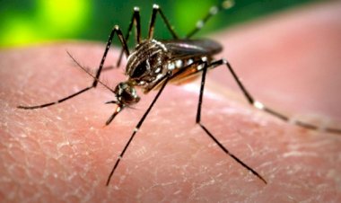 Tarihte en fazla insan ölümüne sivrisinekler sebep oldu
